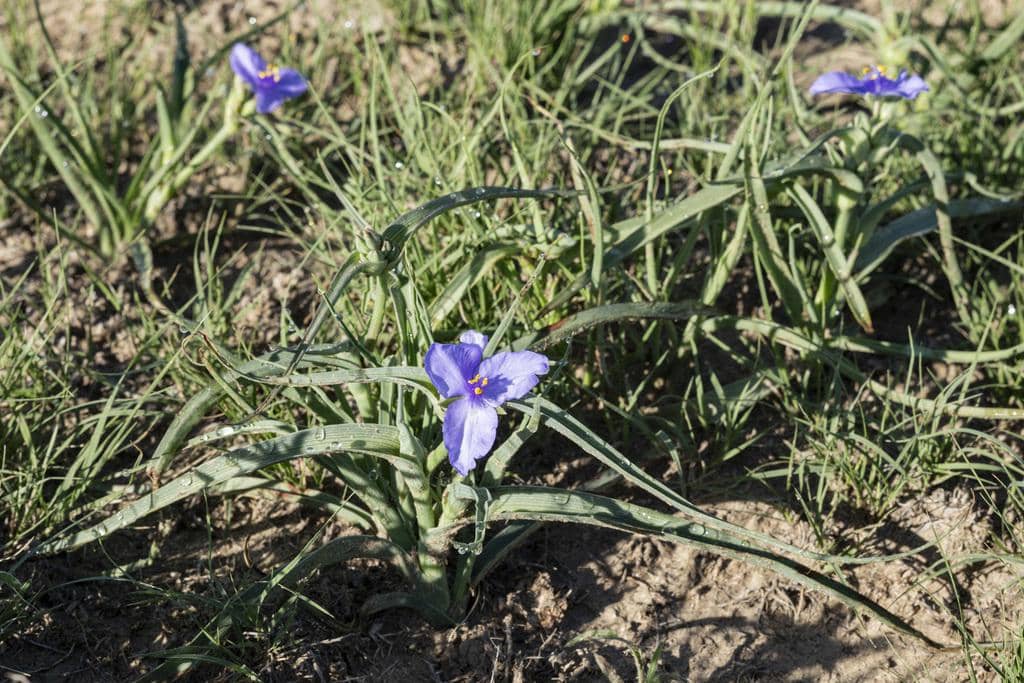 Western Spiderwort