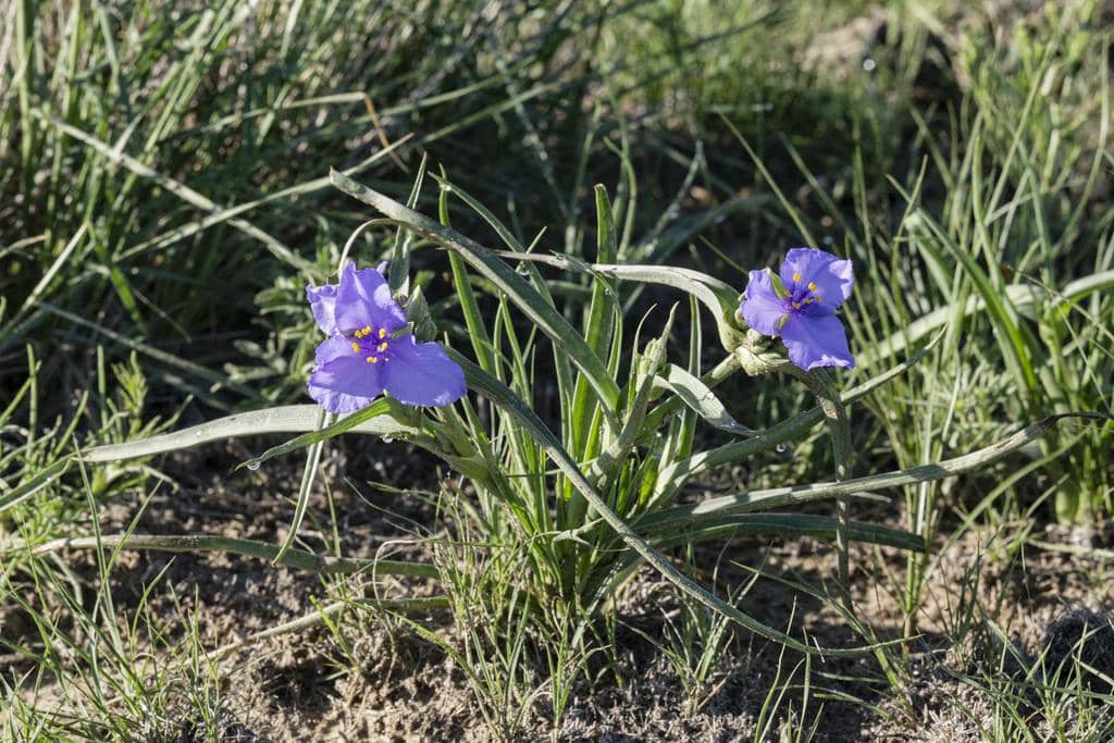 Western Spiderwort