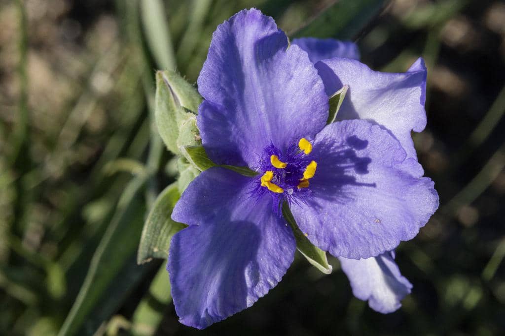 Western Spiderwort 