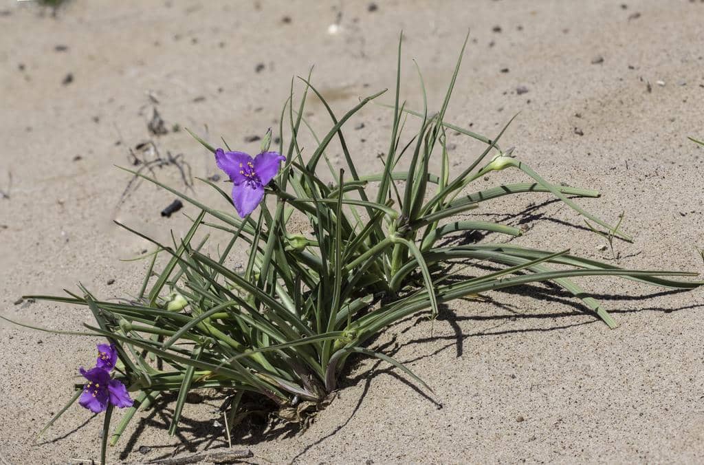 Western Spiderwort