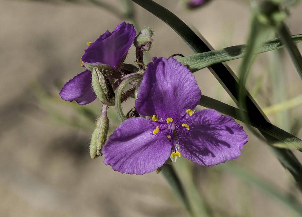 Western Spiderwort