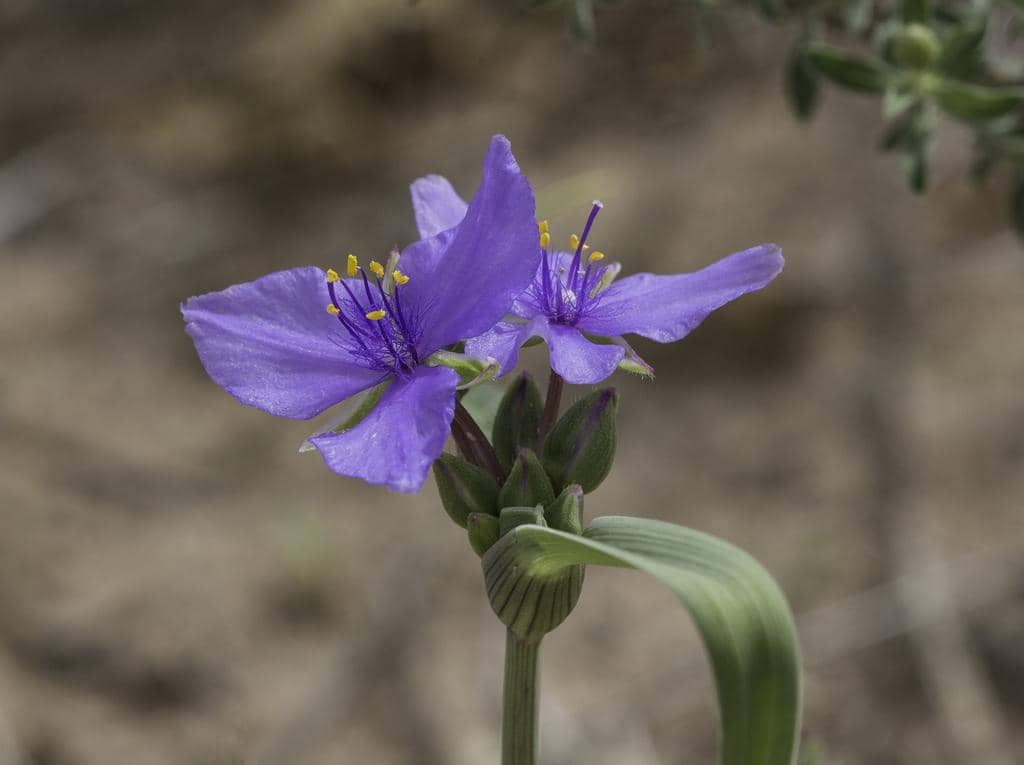 Western Spiderwort