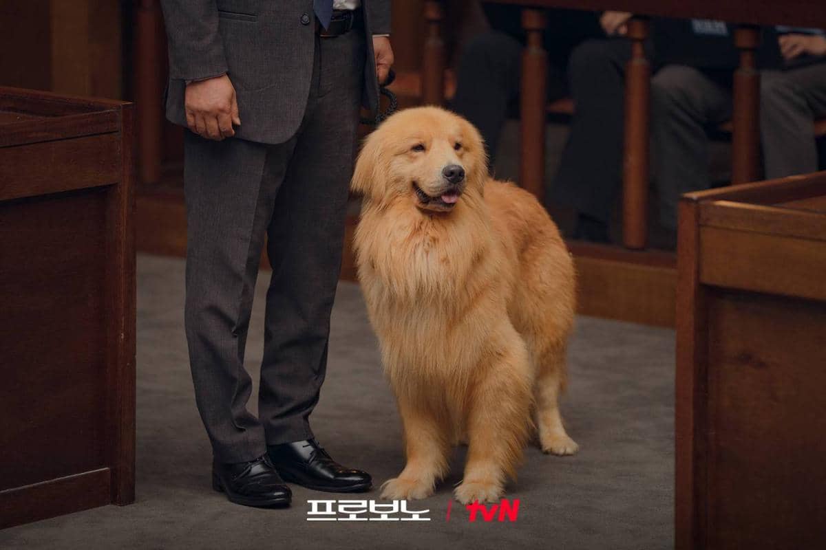 Cuplikan drama Korea Pro Bono