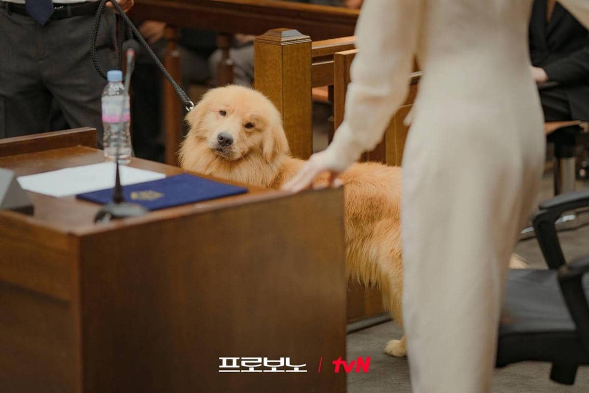 Cuplikan drama Korea Pro Bono