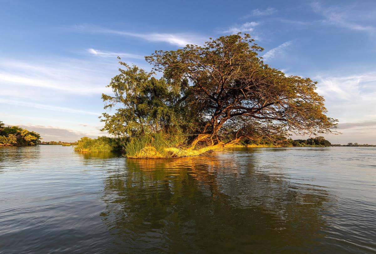 Ilustrasi pohon hujan