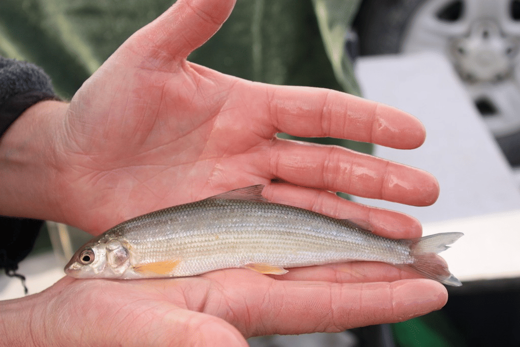 5 Fakta Unik Ikan Putih Gunung, Mencari Makan di Dasar Perairan
