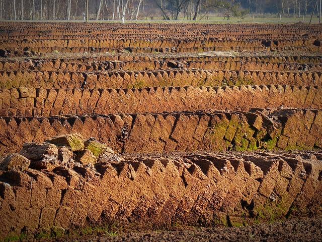 ilustrasi tanah gambut