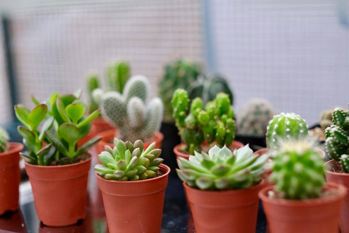 ilustrasi tanaman mini dalam pot berwarna senada