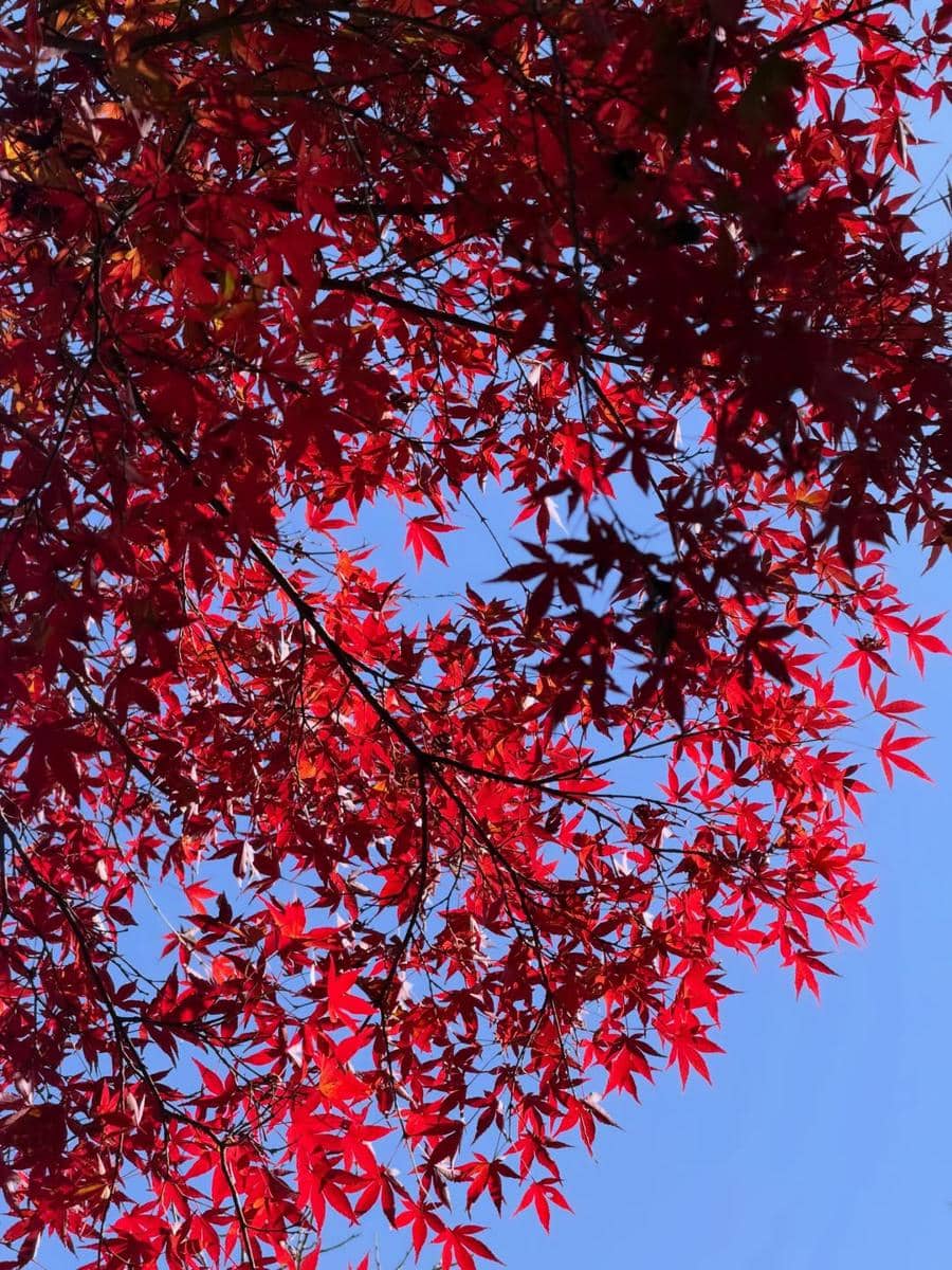 Ummi Quary saat menikmati musim gugur di Jepang