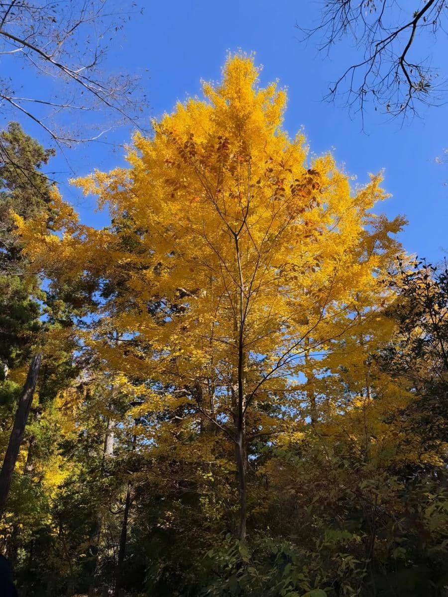 Ummi Quary saat menikmati musim gugur di Jepang