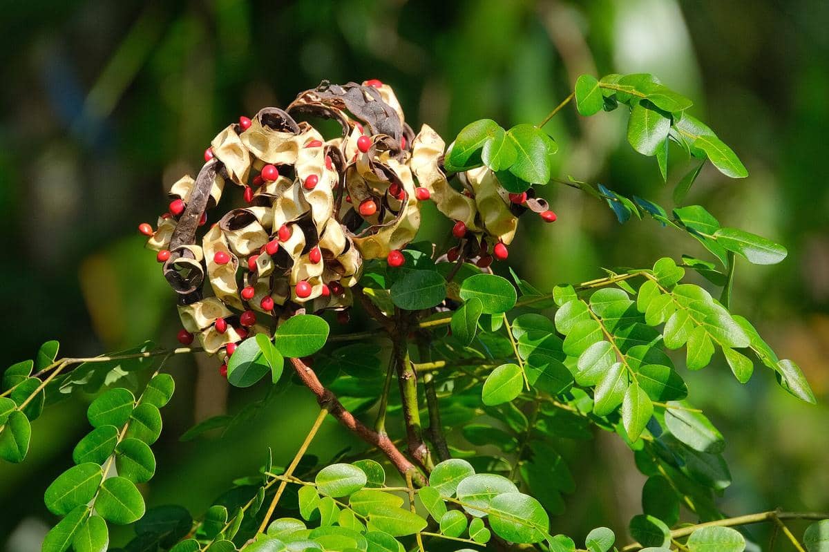 Ilustrasi adenanthera