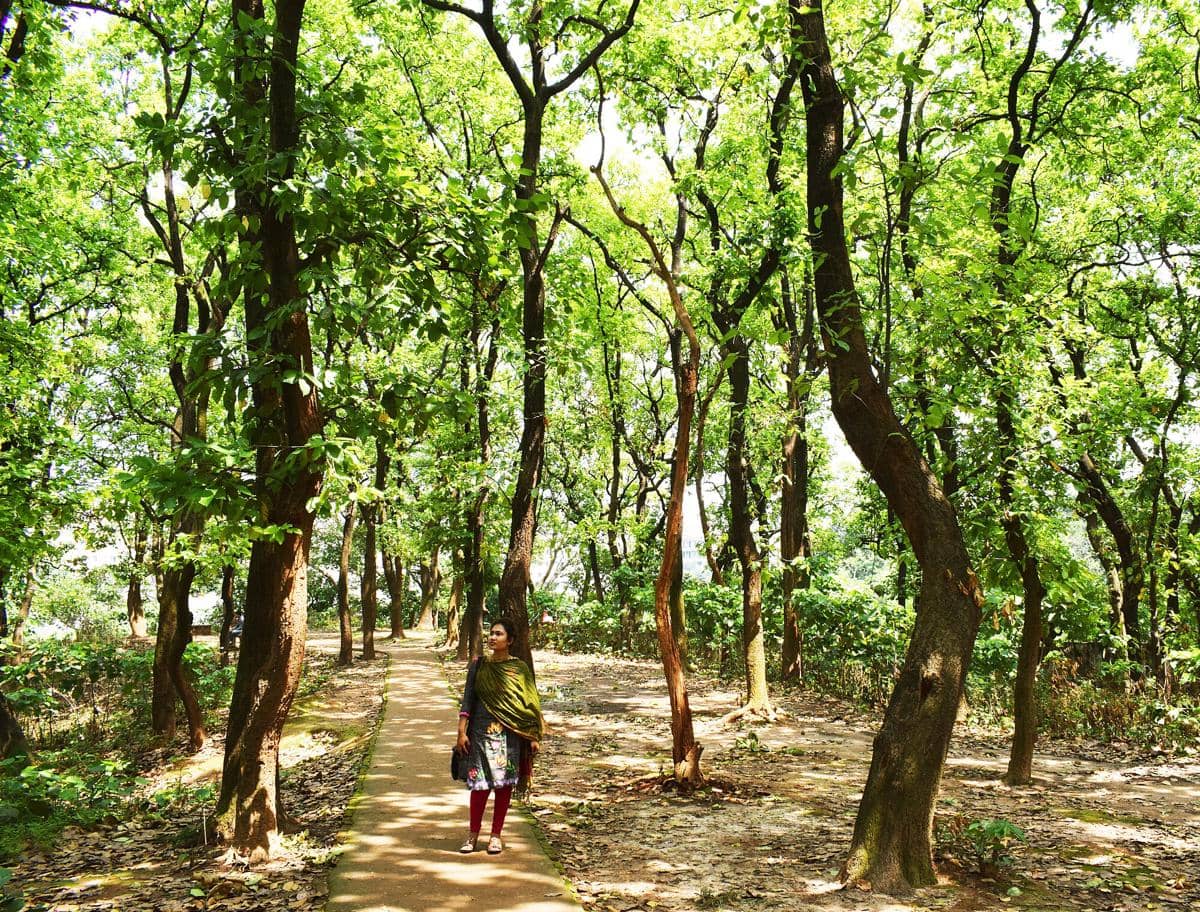 Ilustrasi pohon meranti