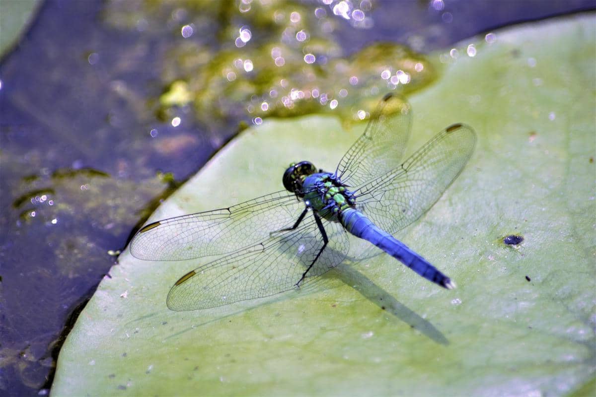 dragonfly-4633925_1920.jpg