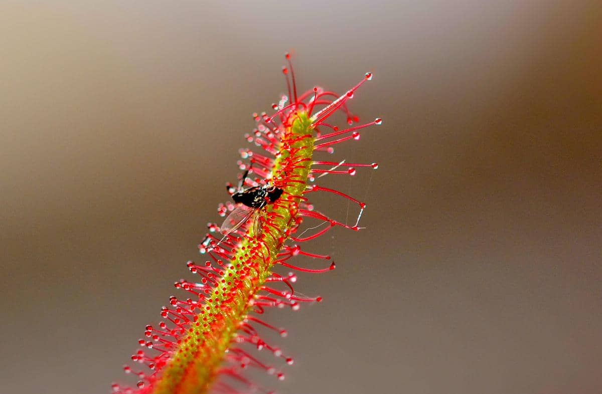 Sundew tumbuhan carnivora