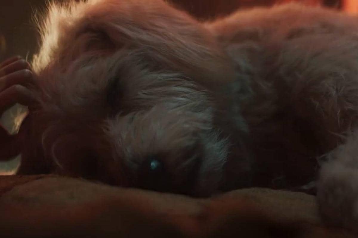 Krypto terlihat terluka oleh sesuatu.jpg