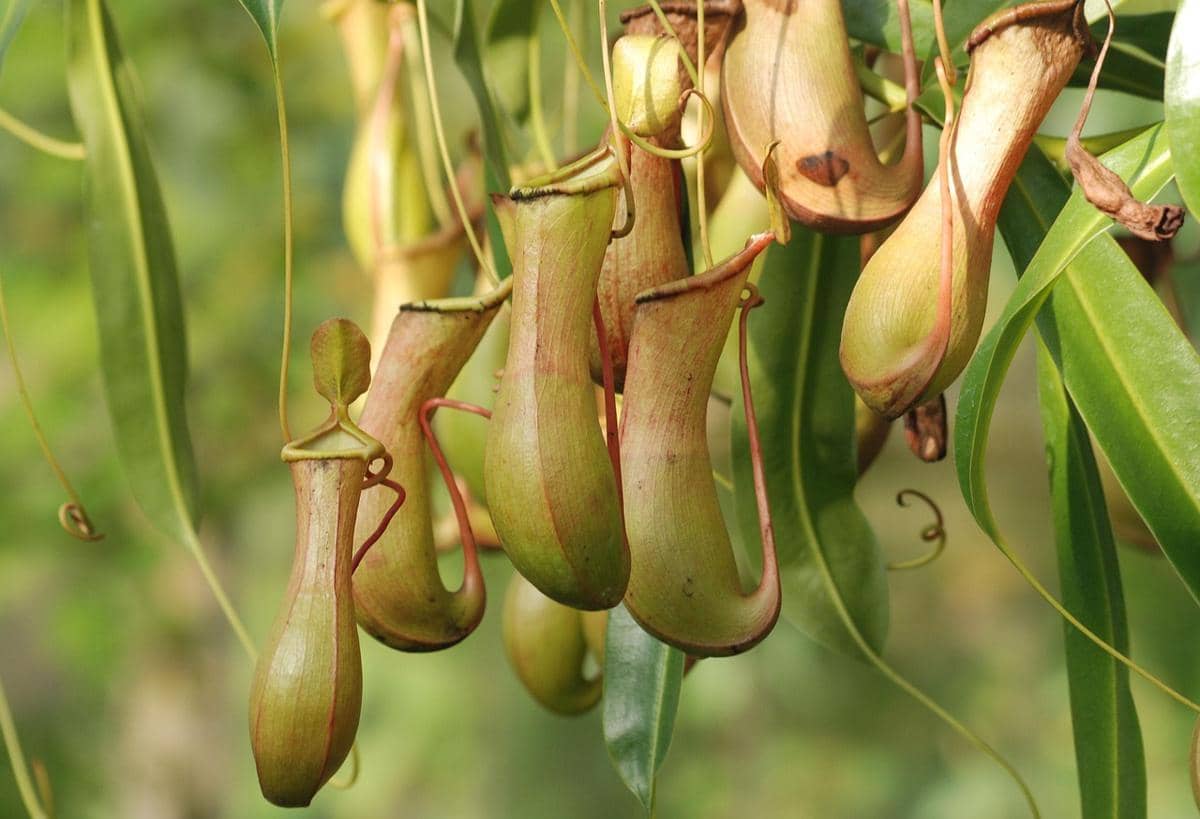 Pitcher plant tumbuhan carnivora
