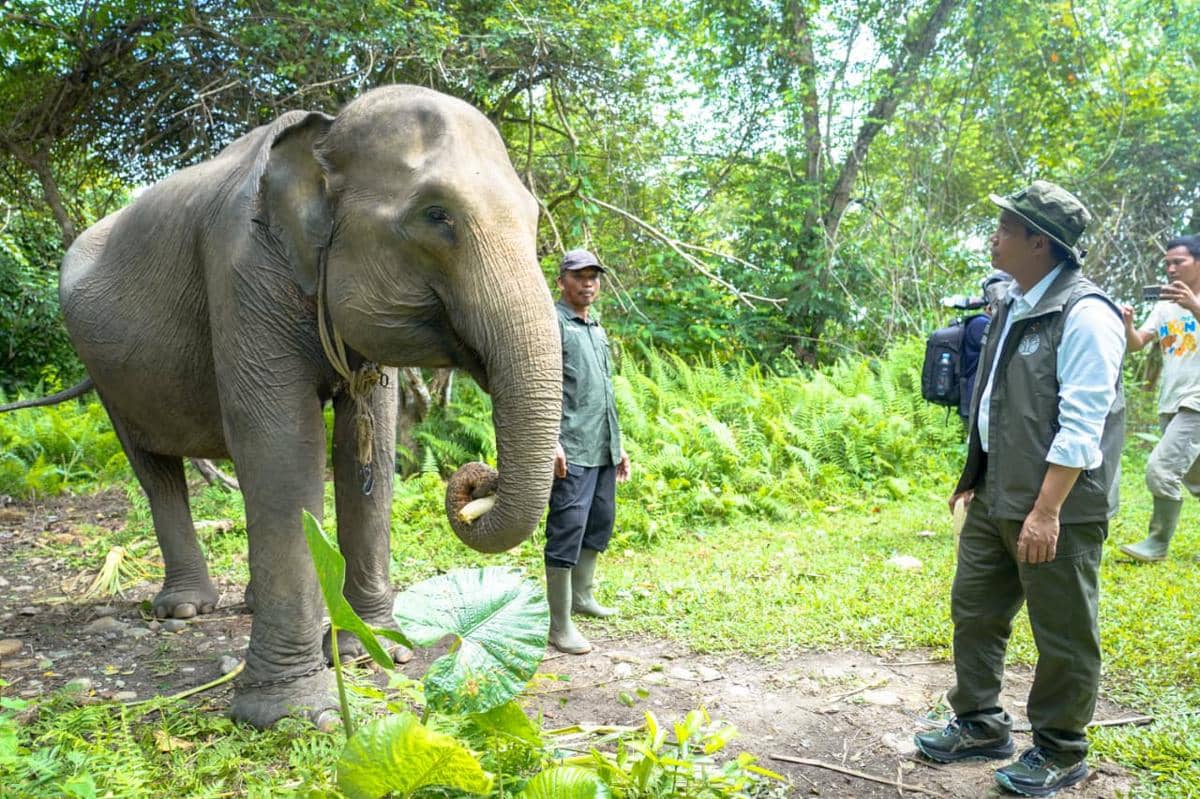 Raja Juli, Bencana Sumatra