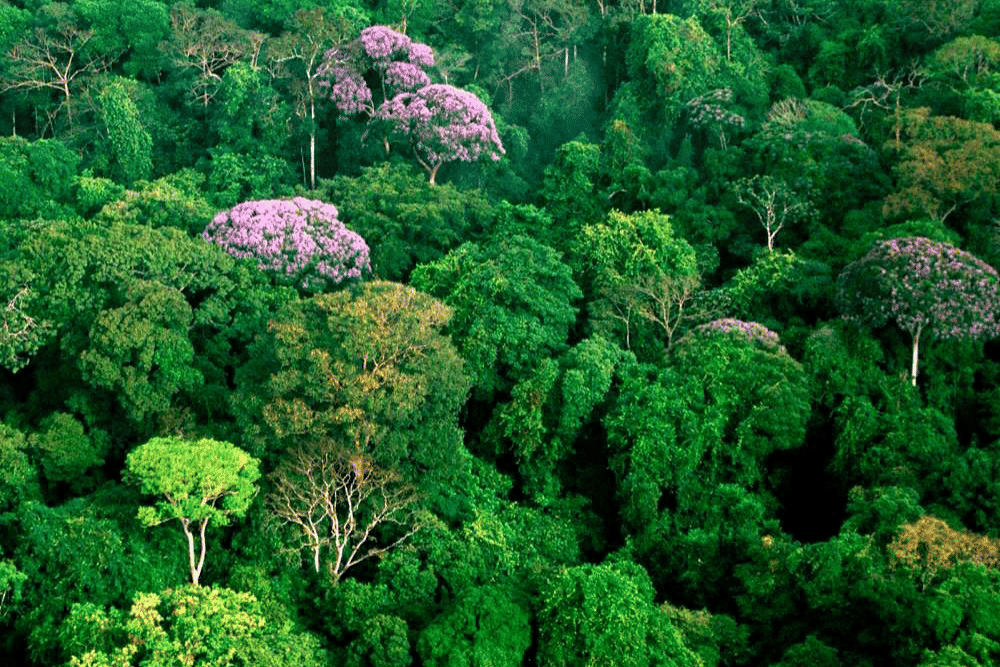 kanopi hutan di Pulau Barro Colorado (Hutan Darien), Panama, Kolombia