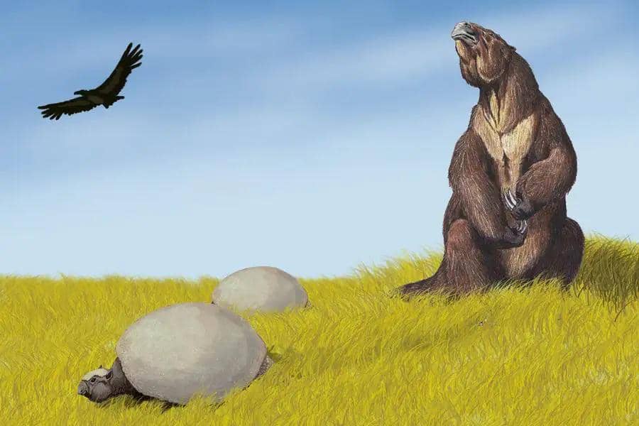 Genus kukang tanah seukuran gajah yang telah punah, endemik di Amerika Tengah dan Selatan.