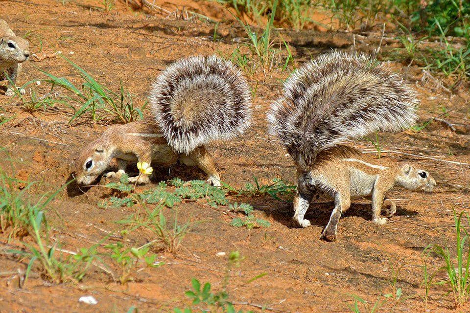 bajing tanah afrika selatan mencari makan