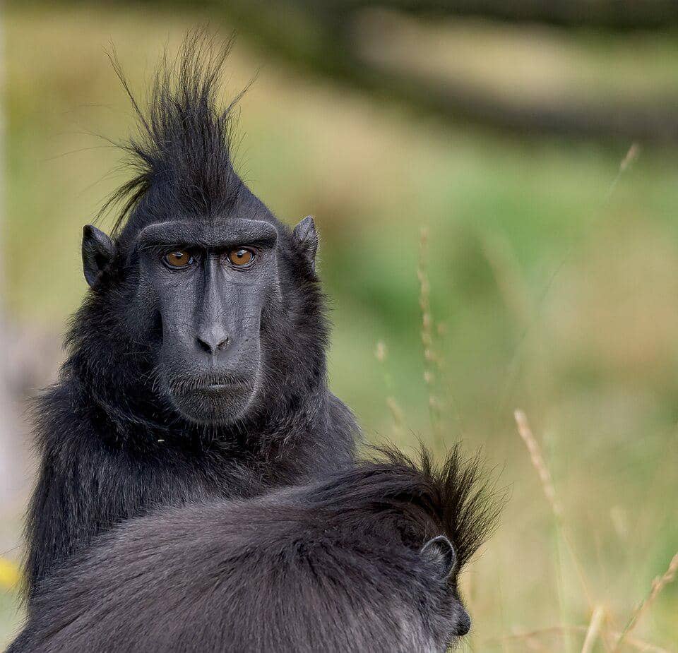 potret monyet hitam sulawesi