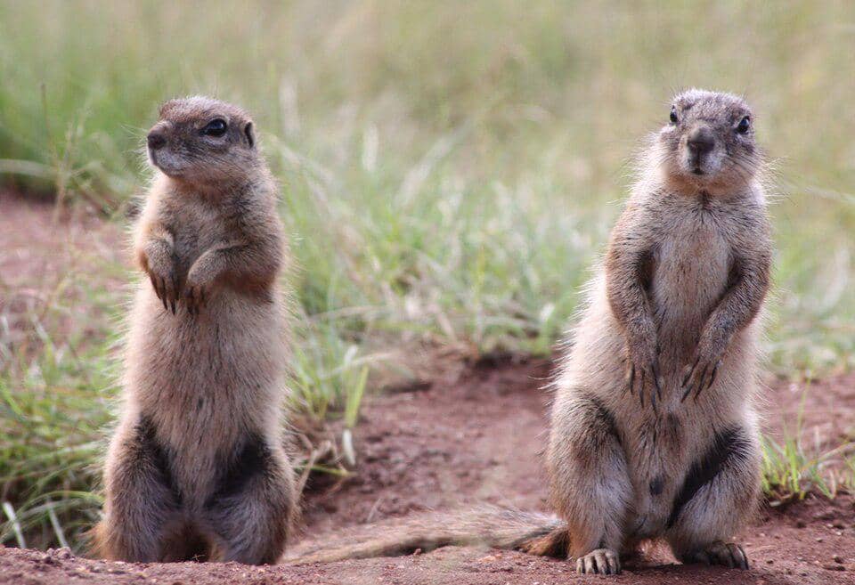 bajing tanah afrika selatan berdiri waspada