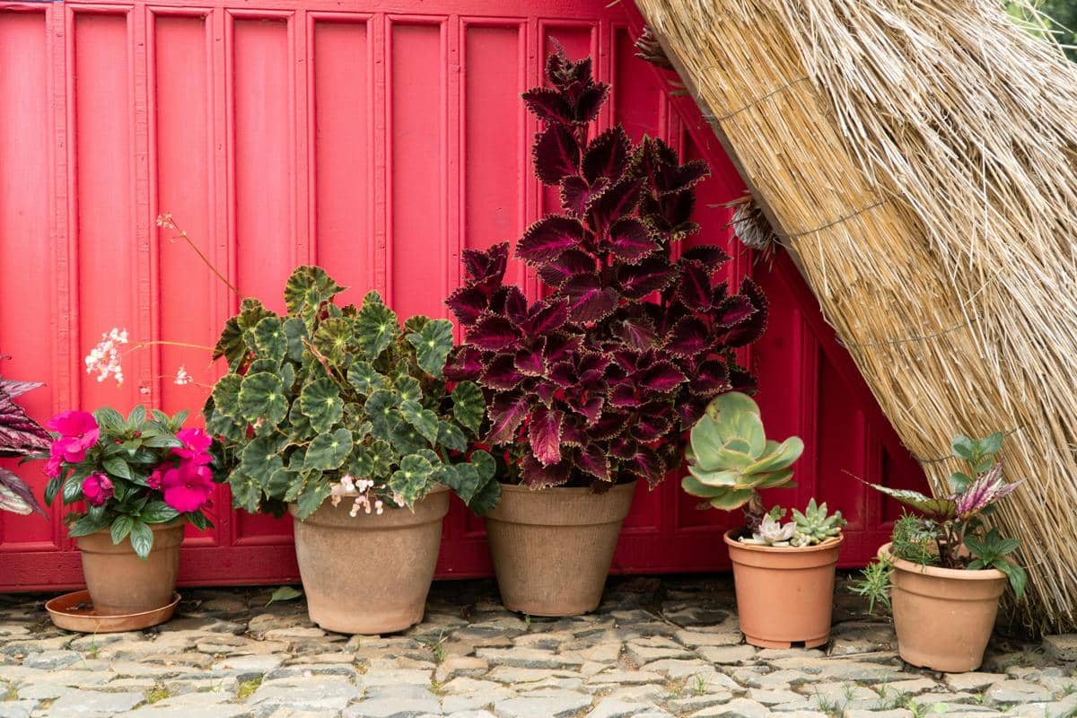 Meletakkan tanaman hias di tempat teduh