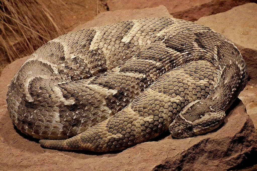 tampilan sekujur tubuh ular bandotan gembung
