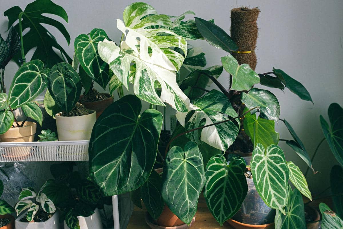 Kumpulan tanaman hias