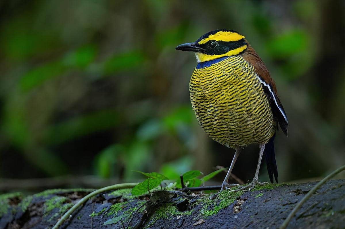 potret burung javan banded pitta (Hydrornis guajanus) jantan yang lebih dikenal dengan nama burung paok pancawarna