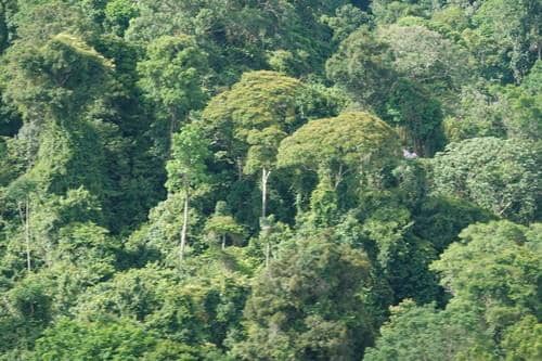 6 Fakta Mencengangkan Socratea Exorrhiza, Palem Berjalan dari Amazon