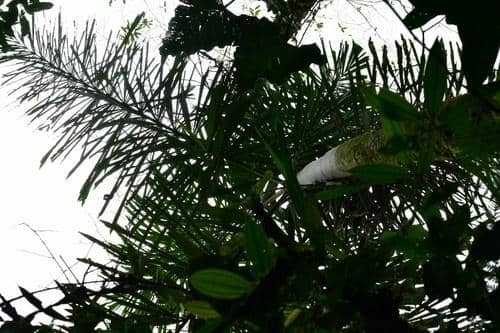 Ilustrasi pohon palem berjalan yang jadi habitat mini hewan kecil