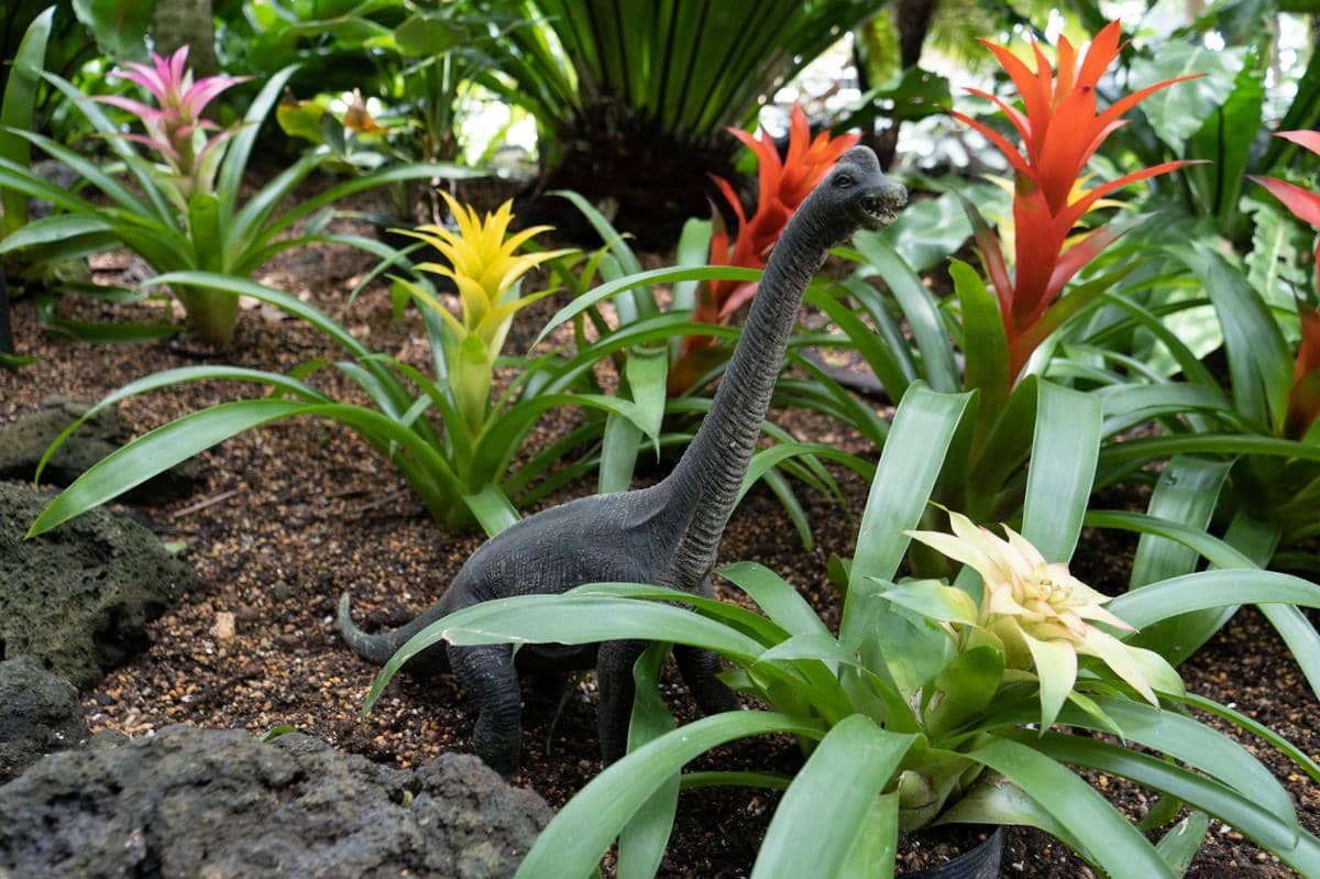 ilustrasi bunga bromelia