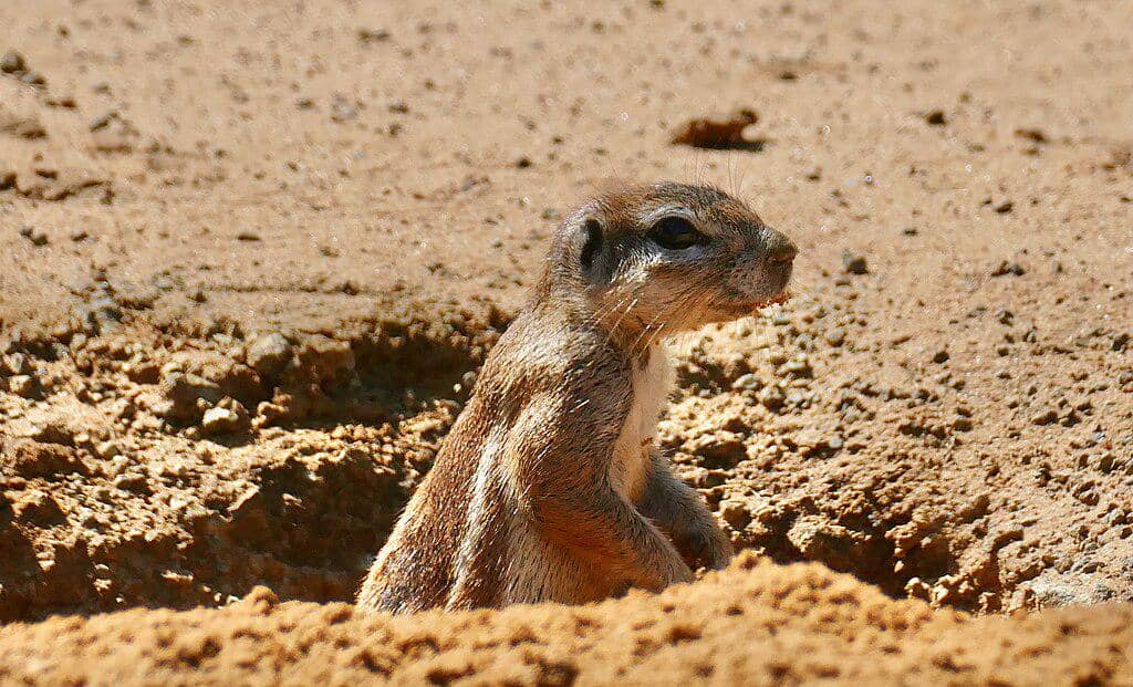 Bajing tanah afrika selatan muncul dari liang tanahnya.
