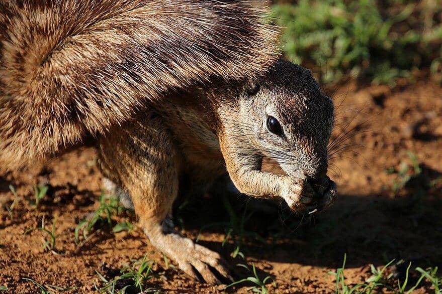 Bajing tanah afrika selatan memayungi diri dengan ekor.