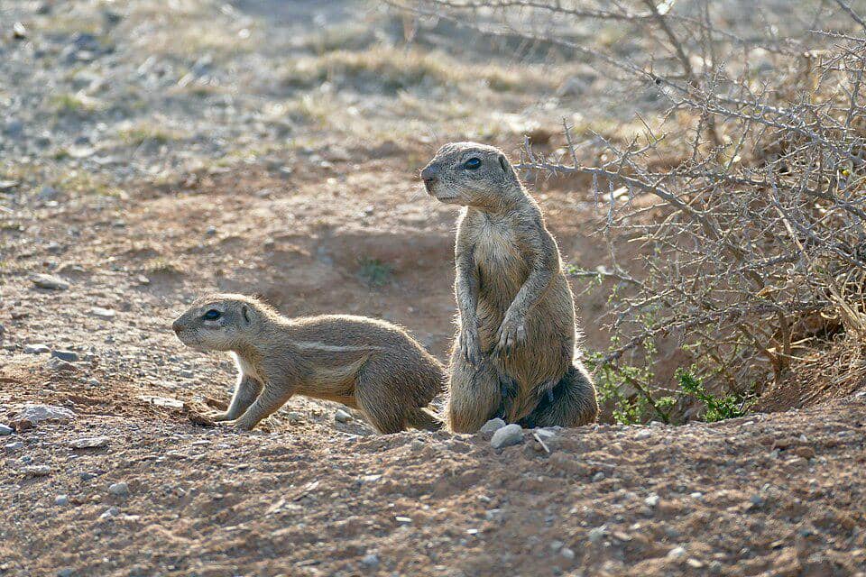bajing tanah afrika selatan betina bersama anaknya