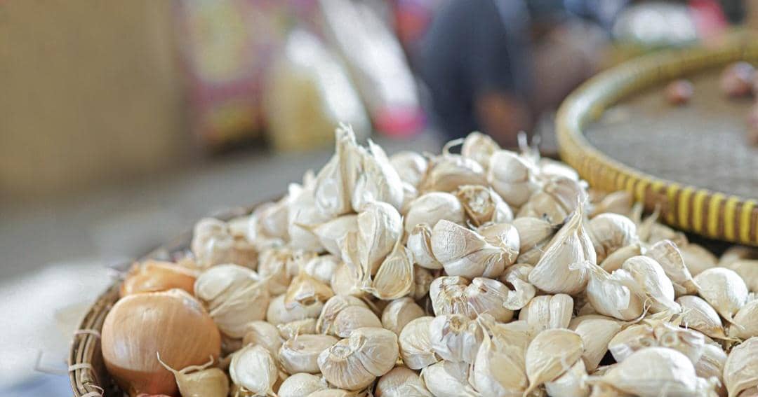 bawang putih 