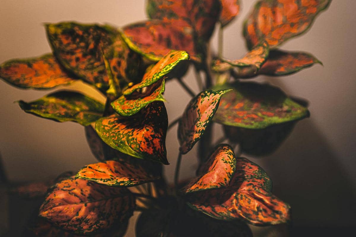 Aglaonema mini