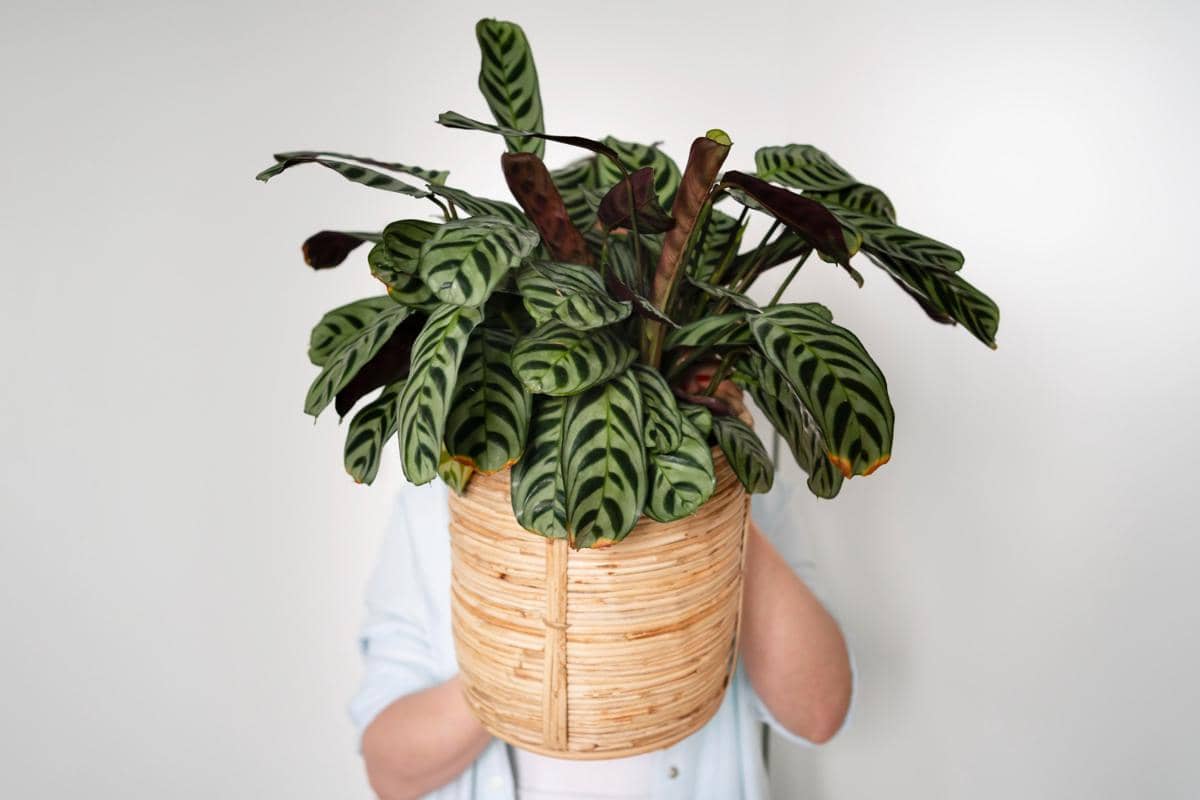 ilustrasi tanaman Calathea