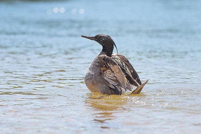 potret burung brazilian merganser