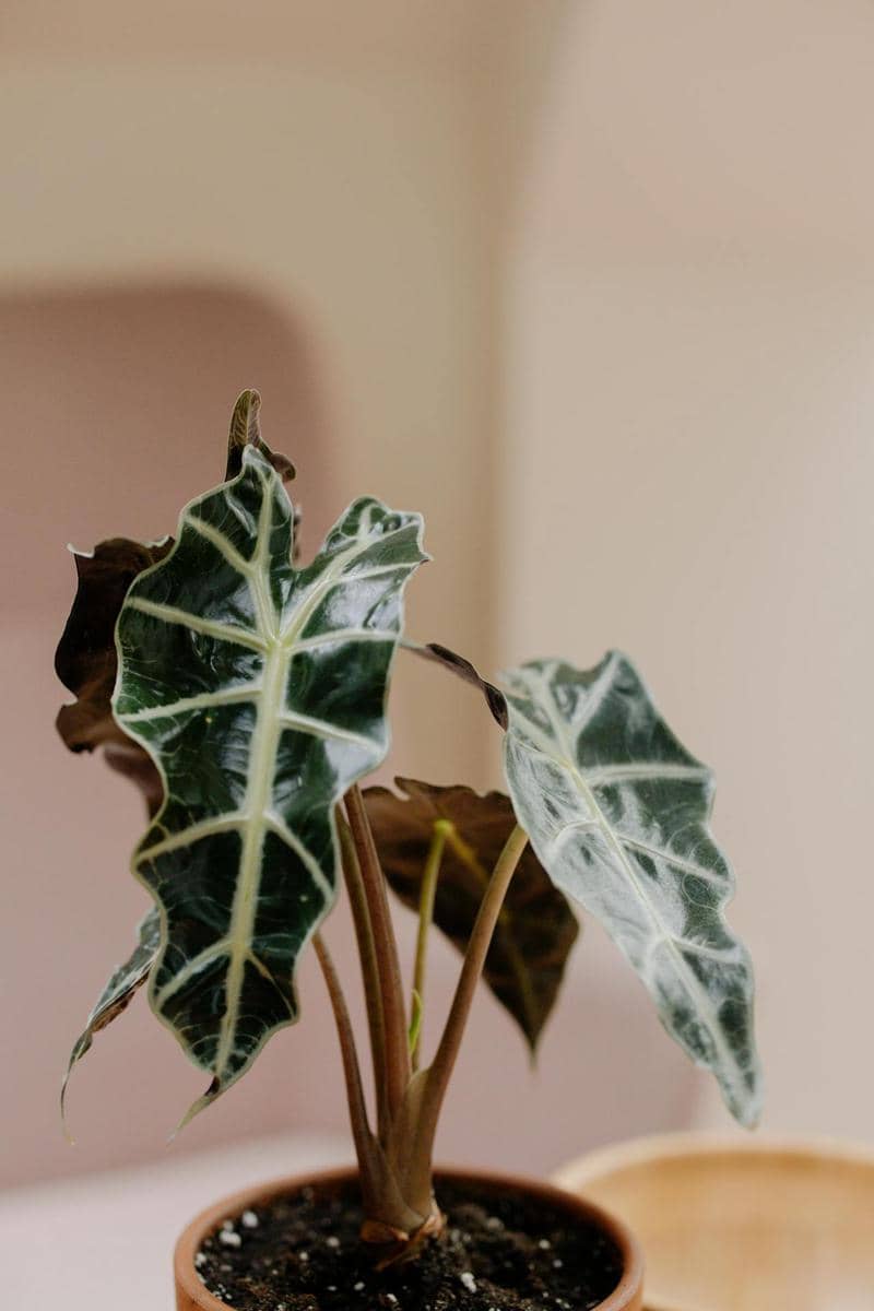 ilustrasi Alocasia amazonica