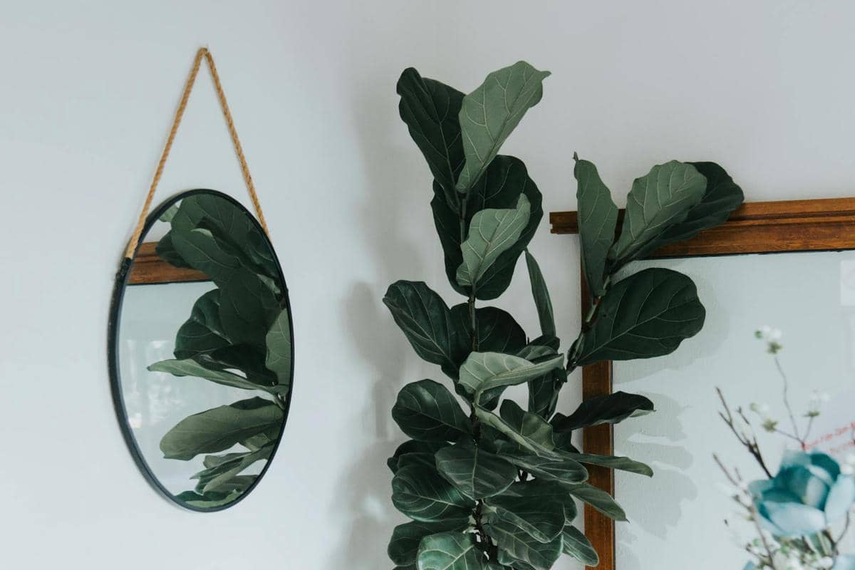 ilustrasi fiddle leaf fig