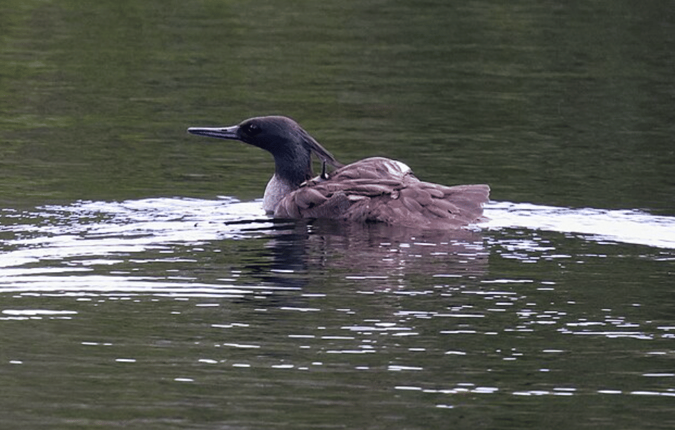 potret burung brazilian merganser