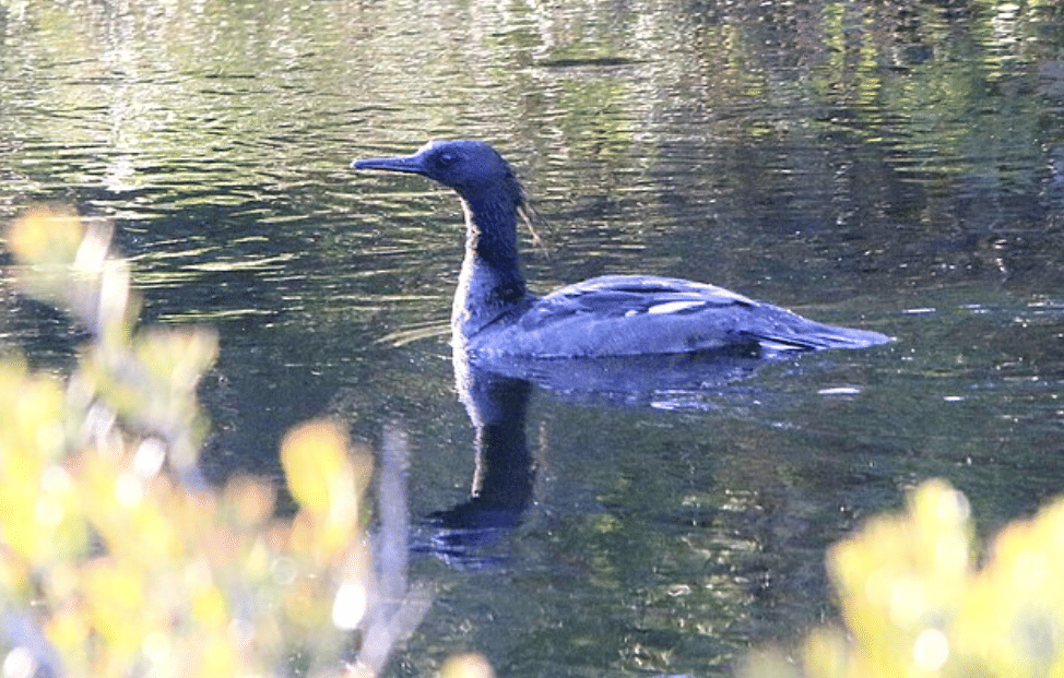 potret burung brazilian merganser