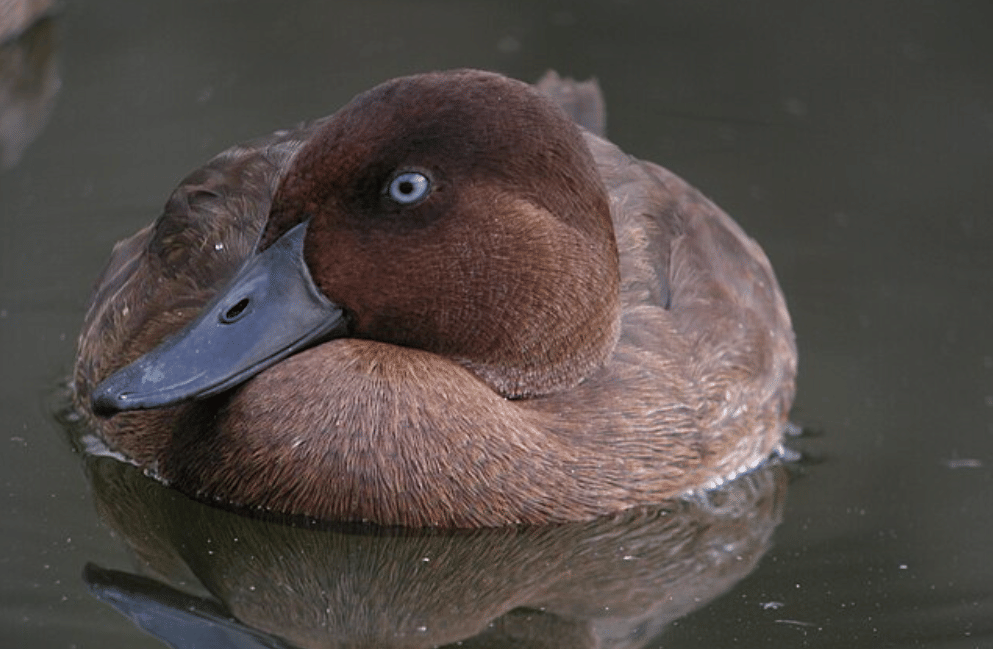potret madagascar pochard