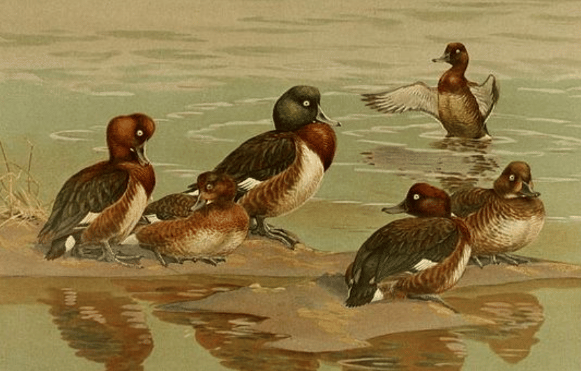 potret madagascar pochard