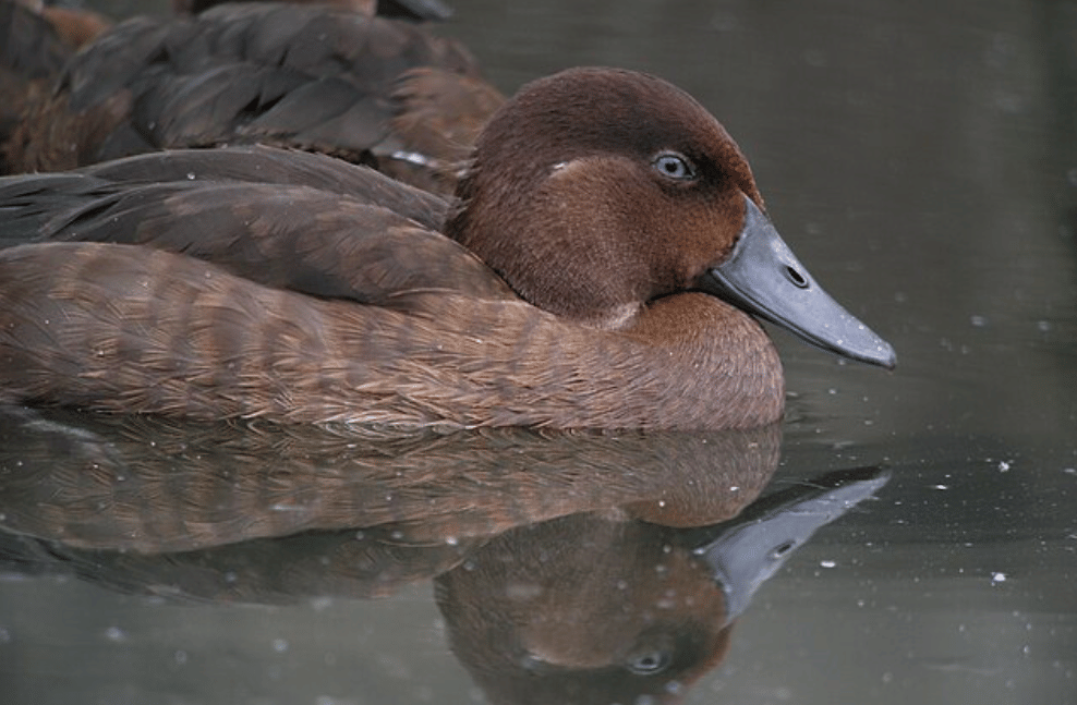 potret madagascar pochard