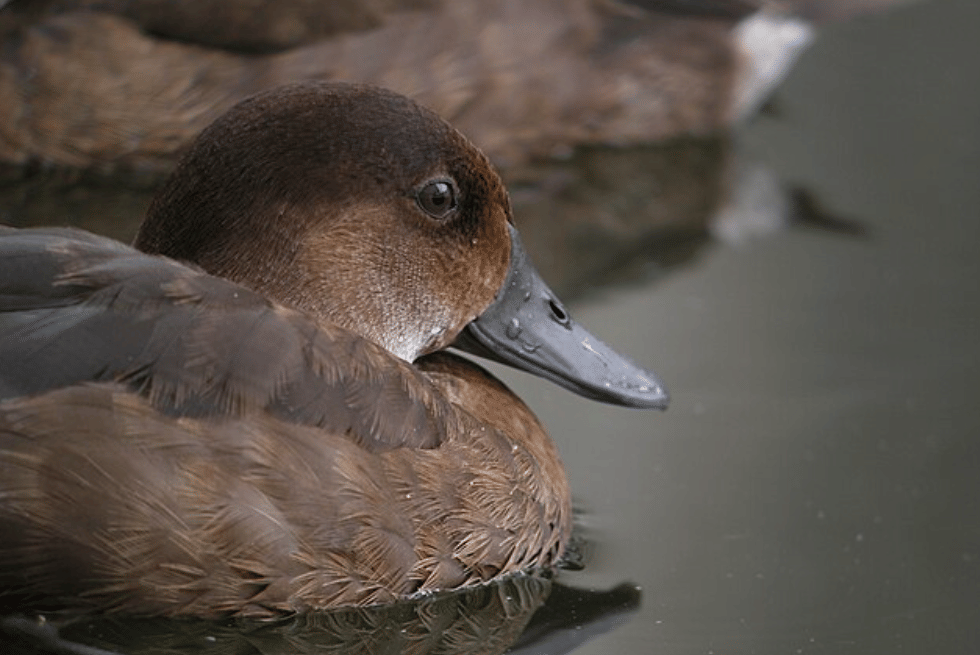 potret madagascar pochard
