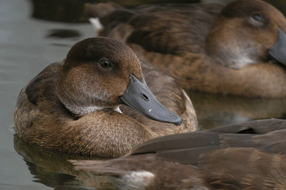 potret madagascar pochard