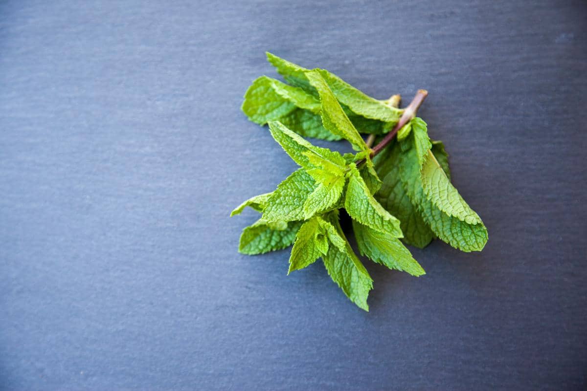 Beberapa helai daun mint segar berwarna hijau terang dengan tekstur berkerut diletakkan di atas permukaan abu-abu gelap.